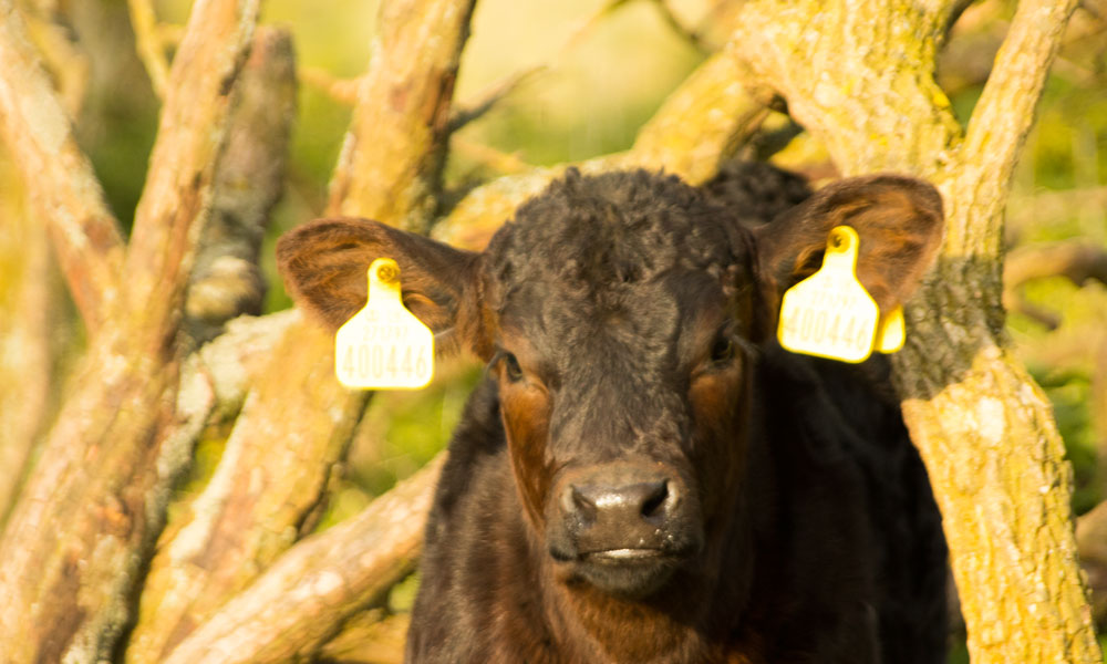 Cows that loves Jungle